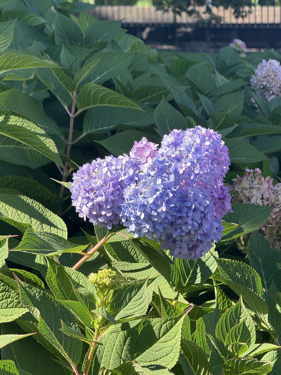 Jade Franson tweet media