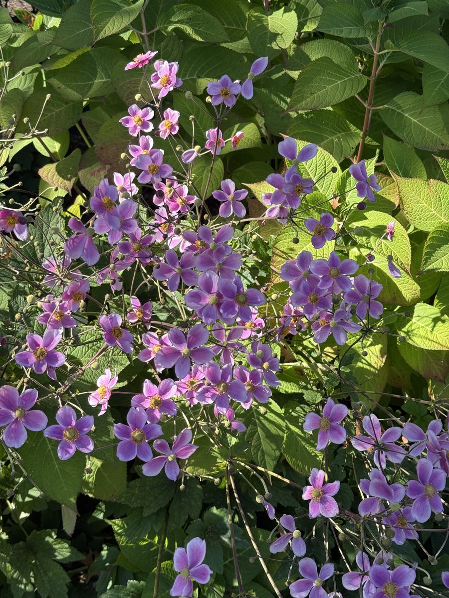 Jade Franson tweet media