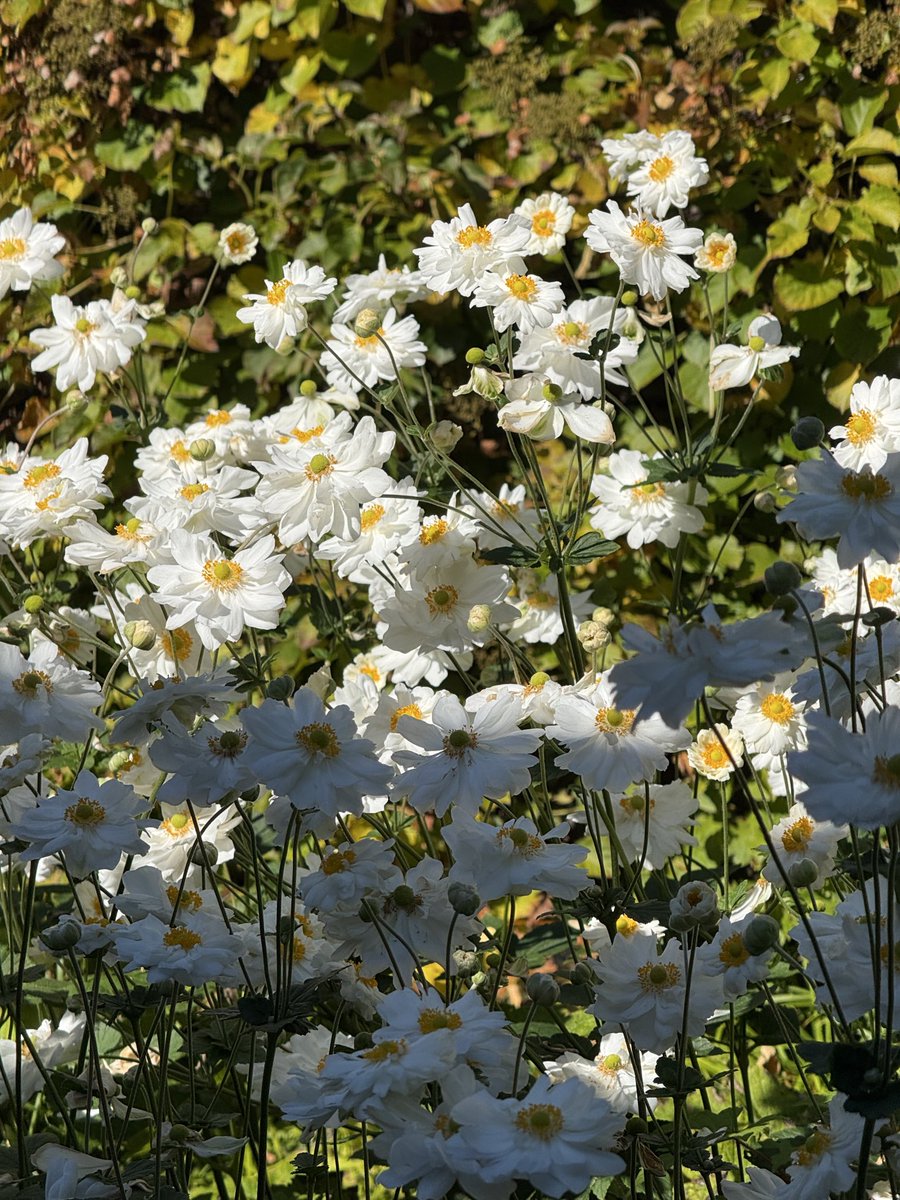 Jade Franson tweet media