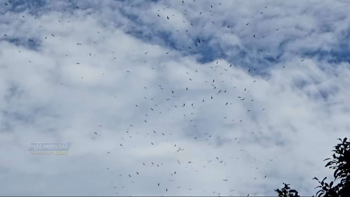 Ya vienen los azacuanes 🥺

Los primeros azacuanes de fin de año han sido observados ésta mañana en gran cantidad en San Marcos.

Son aves migratorias que se mueven de norte a sur escapando del frío de Norteamérica e indican que se aproxima el fin de la época de lluvias en