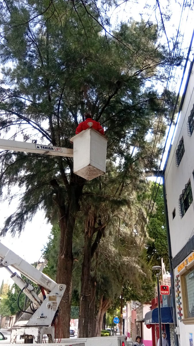 IrapuatoPCyBom's tweet photo. #PCInforma 👩‍🚒 | Integrantes de Protección Civil y Bomberos de la @segpublicaira rescataron a un gatito atrapado en un árbol 🐱 en la Calz. Guadalupe. 

🚒 Con apoyo de Alumbrado Público y la colaboración ciudadana, la mascota sana y salva ya se encuentra con su dueña. 
#Irapuato https://t.co/c6AqjMqlz5