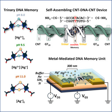 nyuchemistry's tweet photo. NYU DNA Lab builds the first DNA transistor!  Read about it in Matter: https://t.co/qij1RT1p26 https://t.co/Ee7QV1dWXq