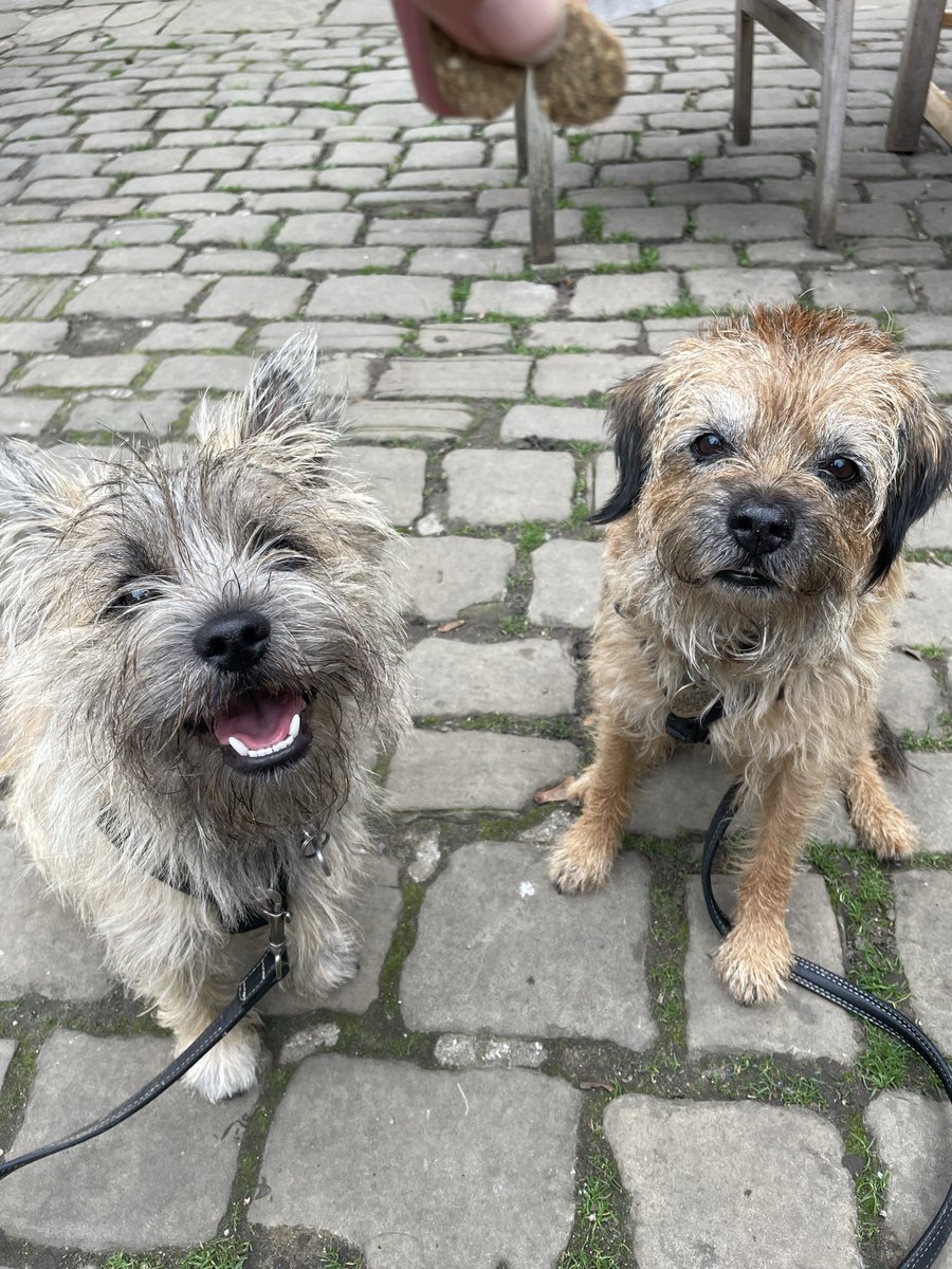 Had a pawsome birthday afternoon out snootering around Temple Newsham with mum and the annoying one #btposse