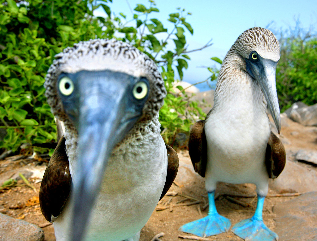 RealTRW's tweet photo. @YoruVexa Some blue footed boobies jk!😆 https://t.co/Y10MLd7CcC