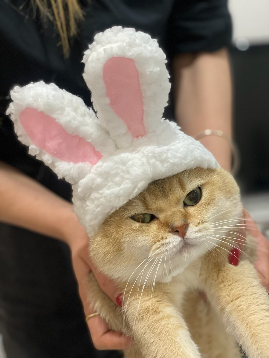 با کلاه جدیدش خوشحال نیست 🐰