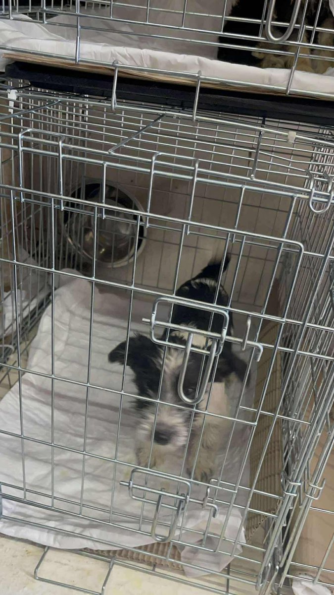 Street Dog Rescue tweet media