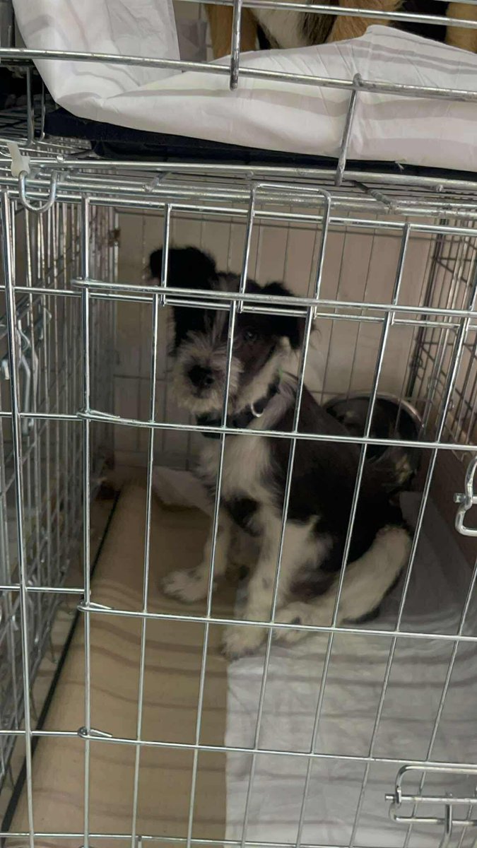 Street Dog Rescue tweet media