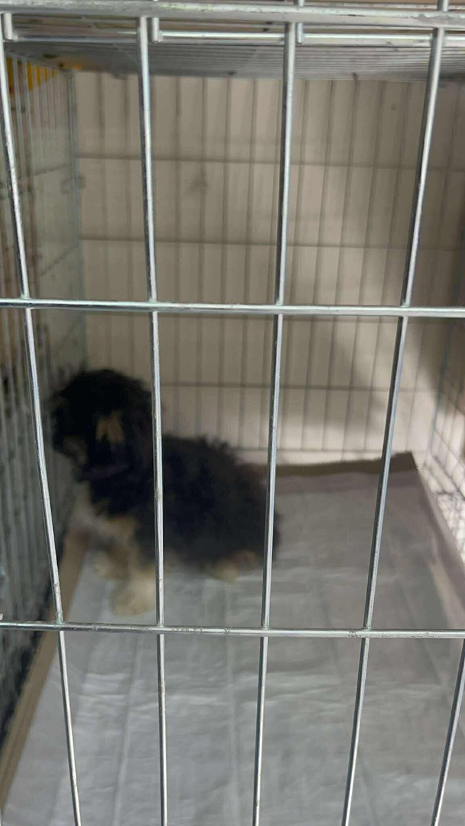 Street Dog Rescue tweet media