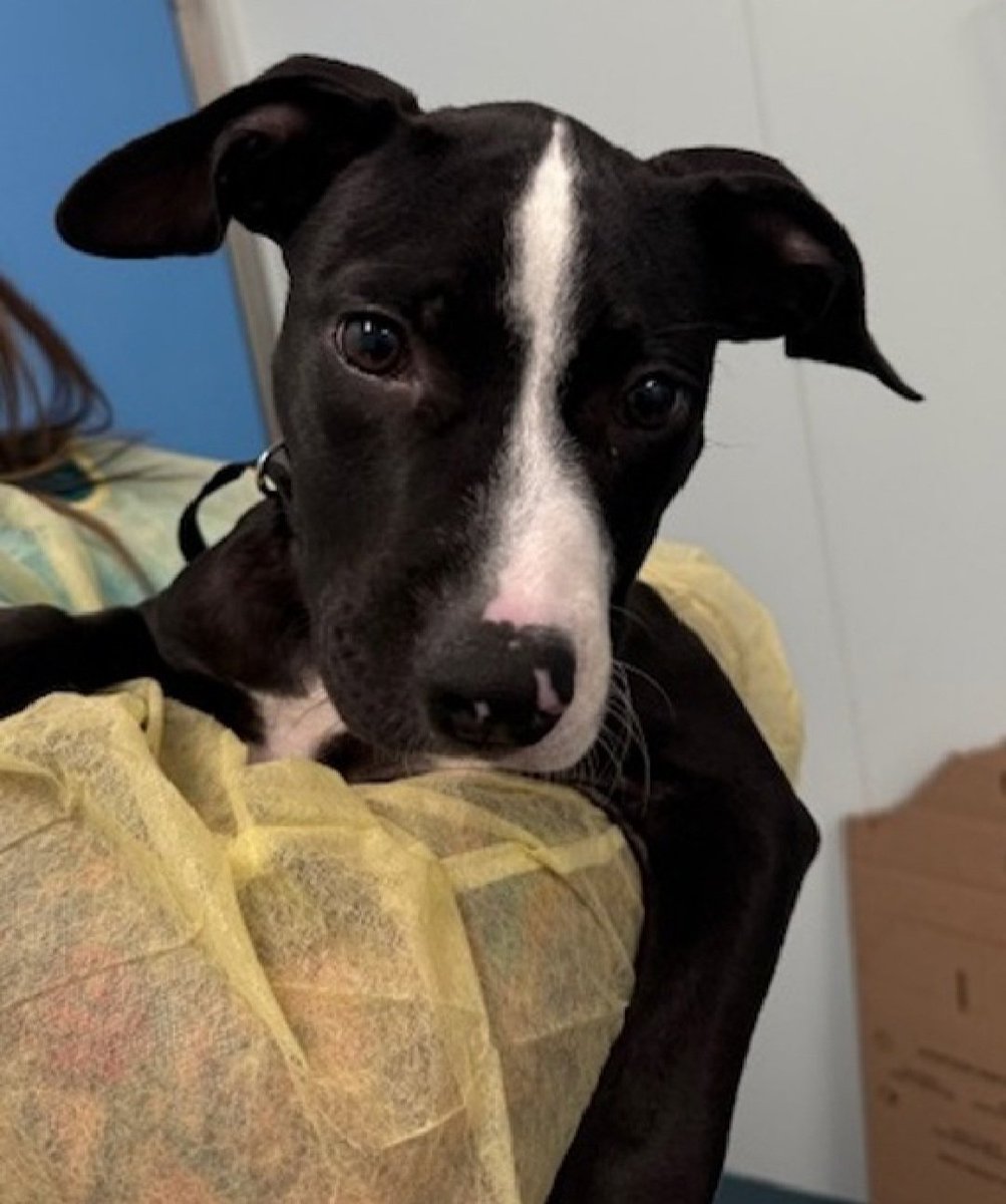 Hi, I'm Pepper 238716
I am a #NewDogontheBlock at #NYCACC 
Please #AdoptMe 
I am a baby boy, 3 months old
I weigh 18.2 lbs
I lived with kids before I got here
I love to play!
They say I need out fast because babies don't have immunities to shelter germs
Can I live with you?