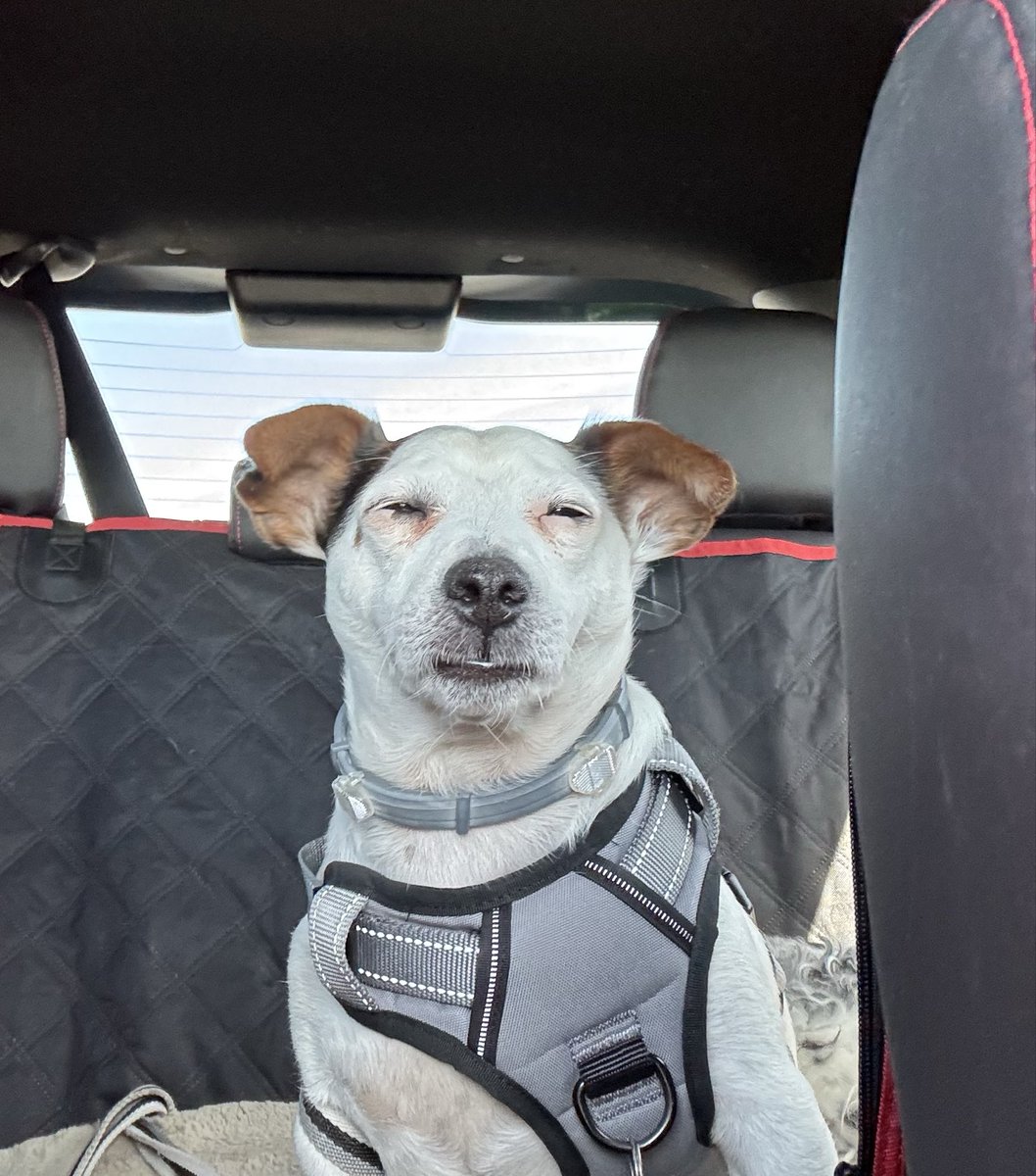 lodeale2's tweet image. Rocko necesita vacaciones de sus vacaciones jajaja