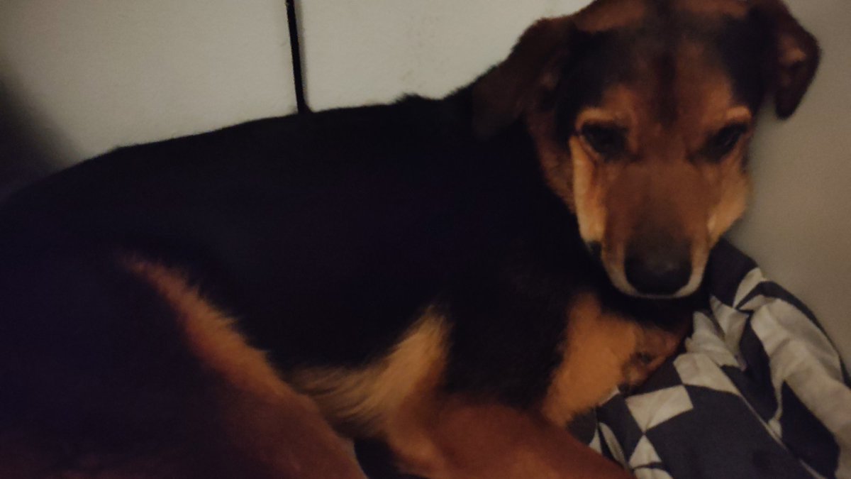 Ya somos familia más que numerosa. Bienvenido a casa Hulk!!❤️❤️❤️