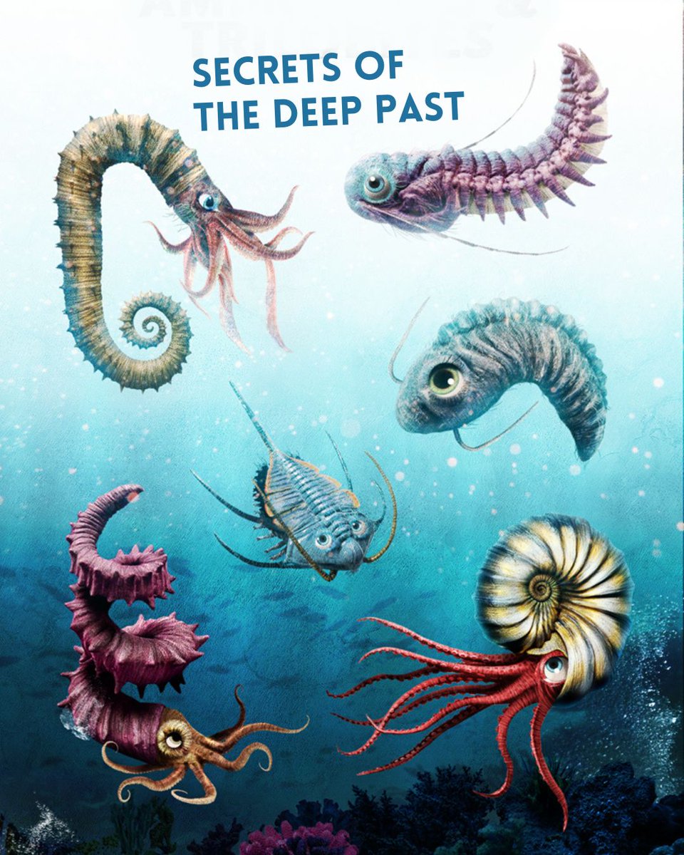 RockOpera's tweet image. #Fossils are nature’s archive. Every ammonite spiral, every belemnite shell, tells us how life changes and endures. We love how science and storytelling intertwine, each revealing how imagination helps us understand the natural world. Read our latest blog #FossilDay #Extinction