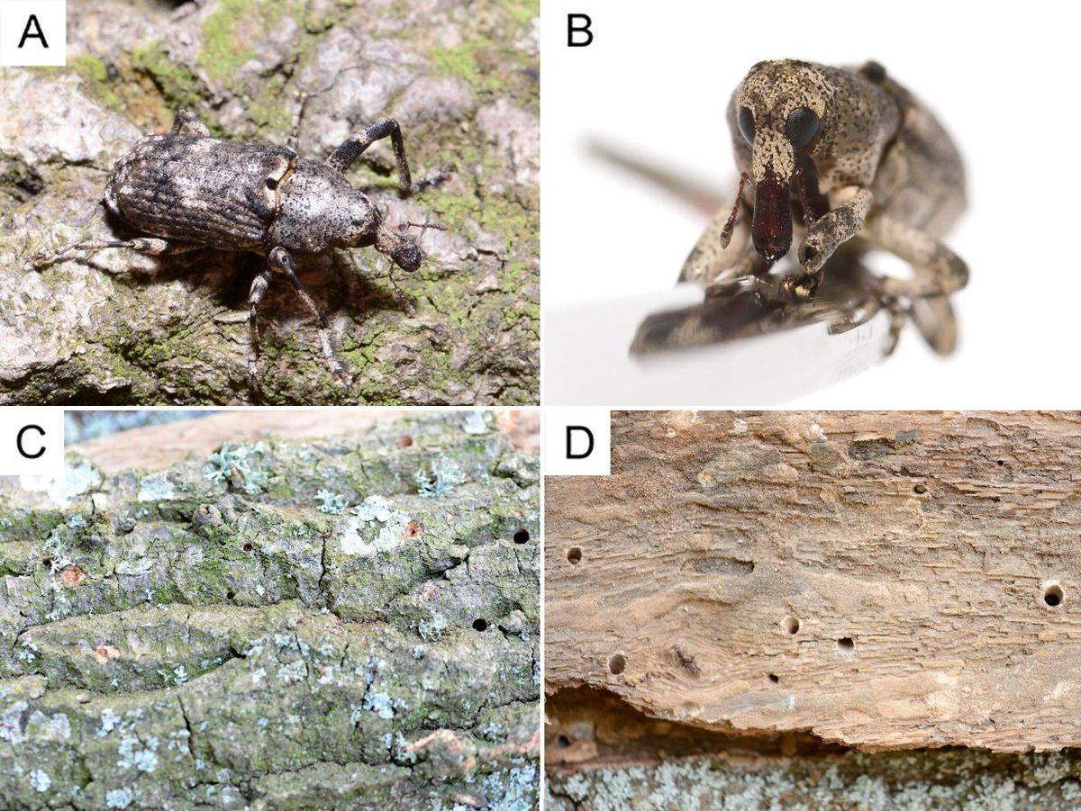 BioDataJournal's tweet image. Report of a new xylophagous weevil pest of Turkey oak (Quercus cerris) and a new asilid predator on it in the field protective forest belts in south Dobrudzha, Bulgaria: doi.org/10.3897/BDJ.13…
#oak #weevils #pests @nmnhs