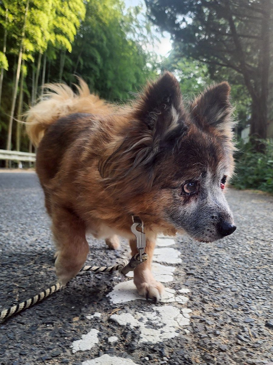 Hope4Animals25's tweet photo. 早く元気になあれ🐕 https://t.co/95XsGzJfEK