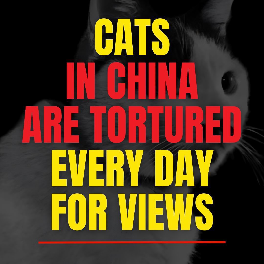 PhaedraXTeddy's tweet image. Today!
🪷🐈Chinese Cats Mourning🐈🪷 Simultaneous Post
Posts on the day are 👌
In China🇨🇳, for about 10 years now, cats have been sacrificed for the filming and sale of abuse videos.
Let&apos;s aim to get it trending with a simultaneous mourning post and make many people aware❗️✊…