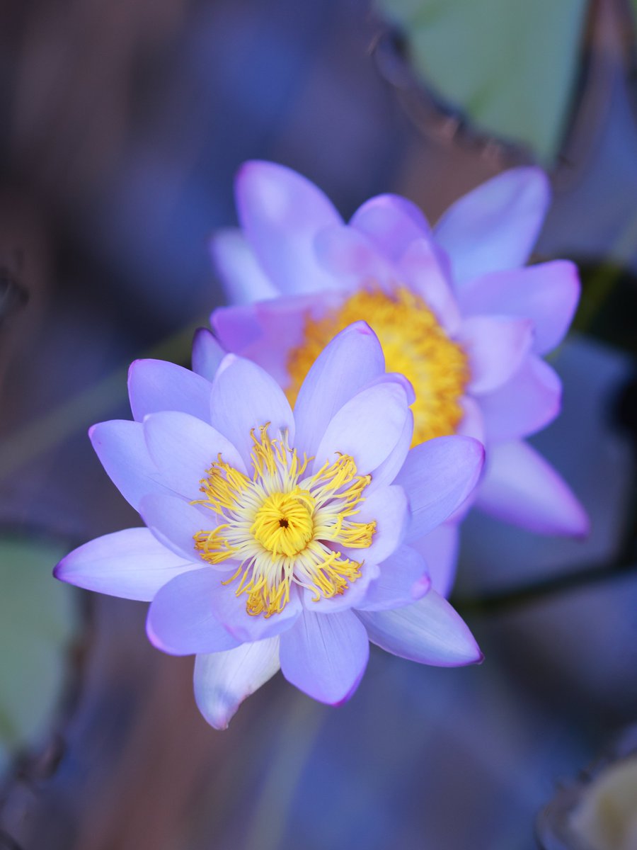 Thor_0916's tweet image. #お疲れ様でした  予約投稿で熱帯睡蓮連投です。いま絶賛グループ展の在廊中です。週末の間、何回か告知しますのでぜひ見にきてくださいね。カメラマンさん、素敵なモデルさんたくさんいらしていると思います。良い夕べを #TLを花でいっぱいにしよう #flowerphotography