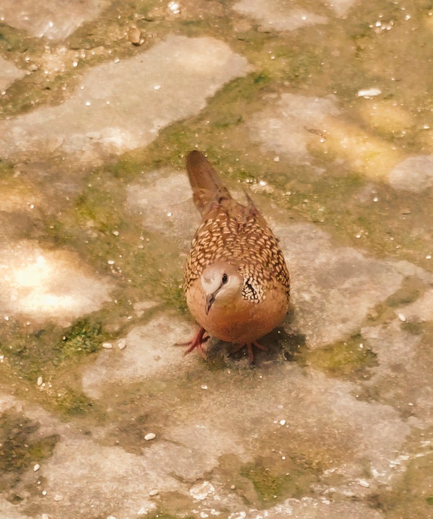 jtm88335367's tweet image. Share those “so cute!” photos hidden in your gallery.

#strikeaPose
#theme_pic_india_soCute
#theme_pic_India_birds