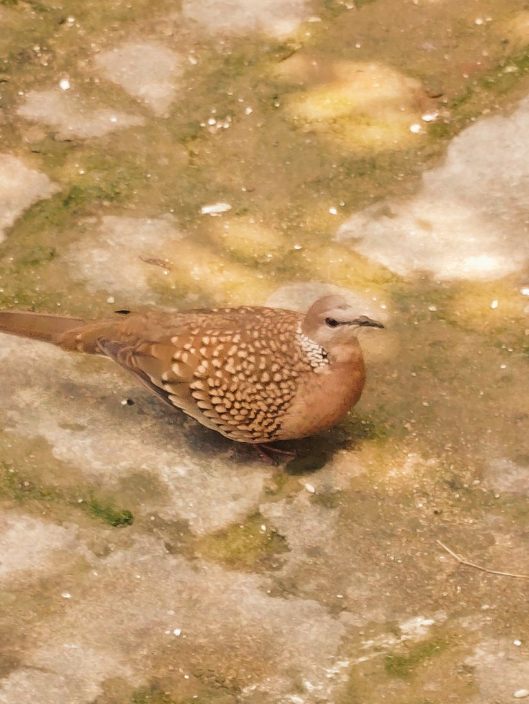 jtm88335367's tweet image. Share those “so cute!” photos hidden in your gallery.

#strikeaPose
#theme_pic_india_soCute
#theme_pic_India_birds