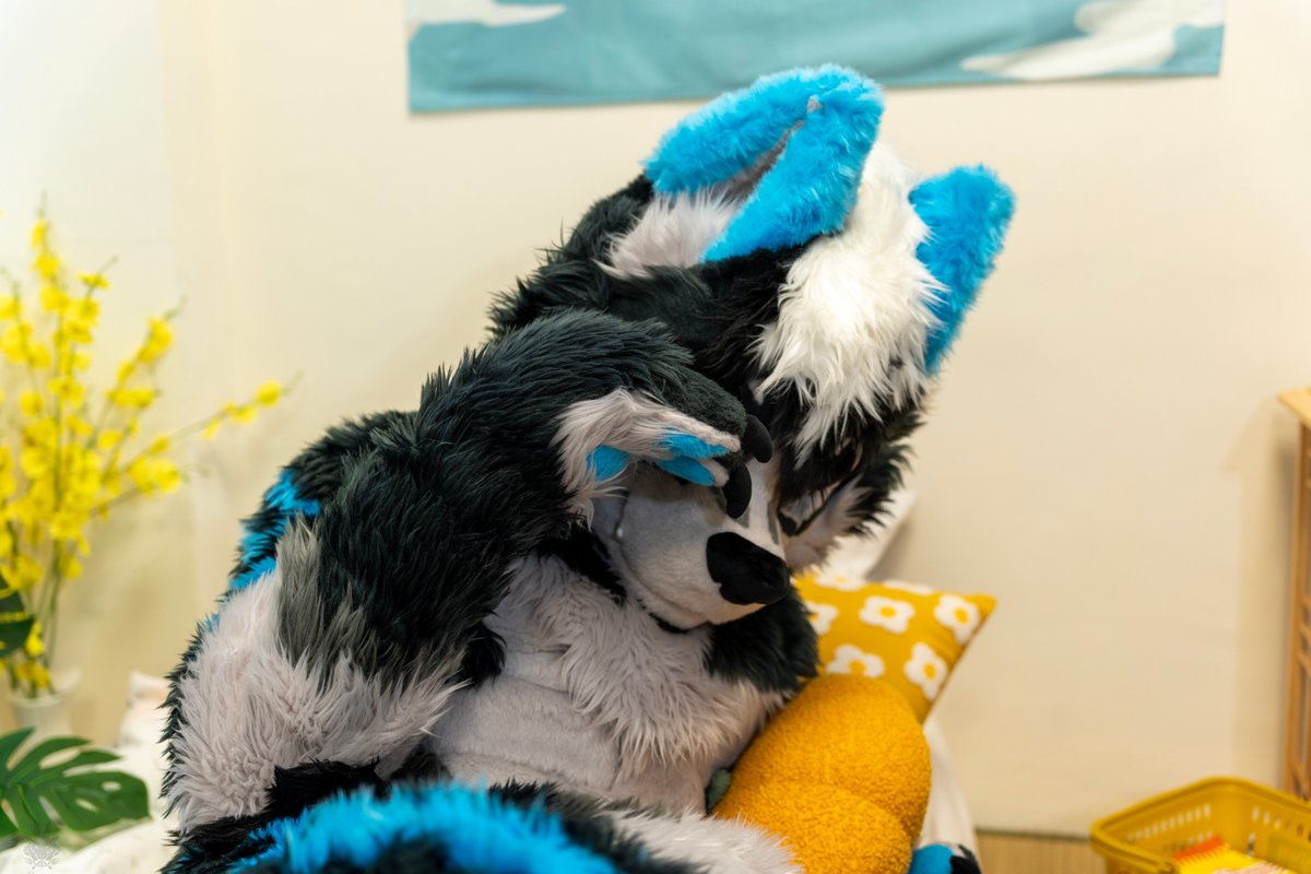 (´-ω-` )💤

📷:<a href="/Take82168451/">Hoshita Kesora 竹子 🐾UTFG</a>
#FursuitFridays