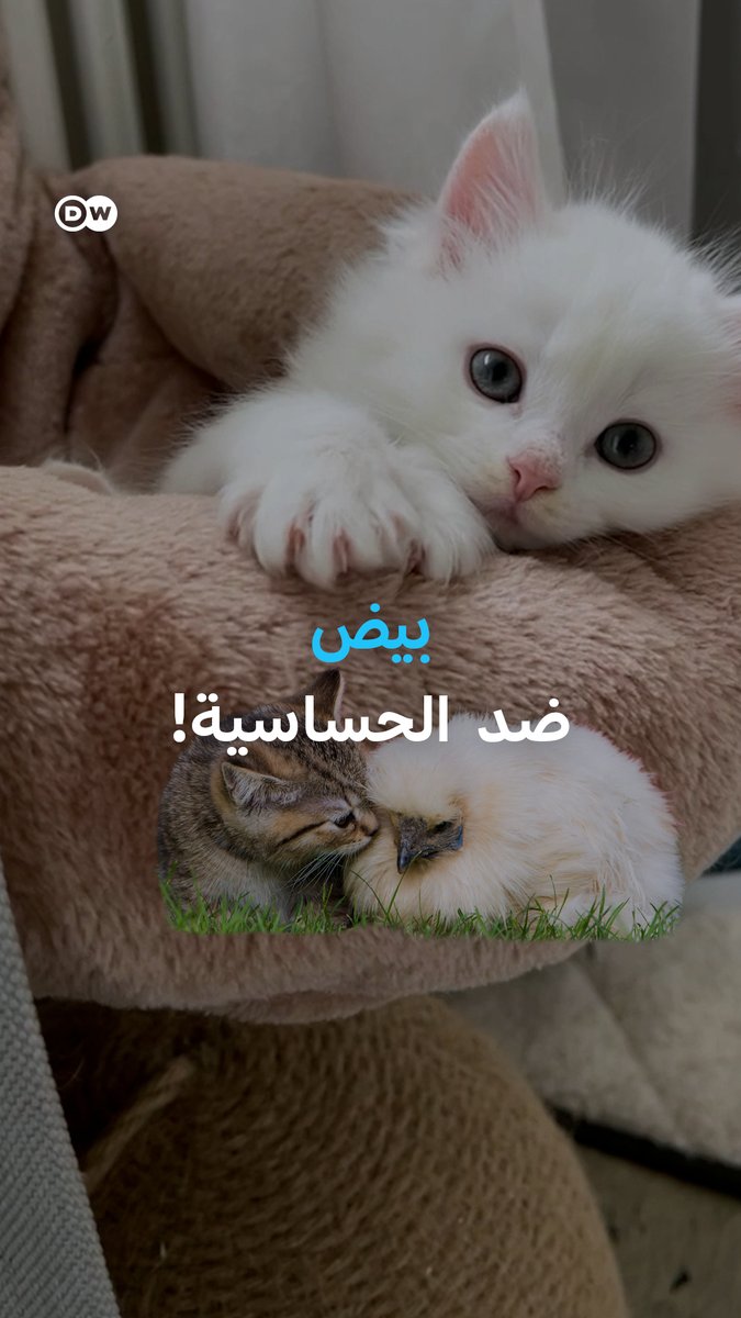 قد لا تحتاج للتخلي عن قطك بعد اليوم .. العلم يجد حلًا غير متوقع لحساسية #القطط 