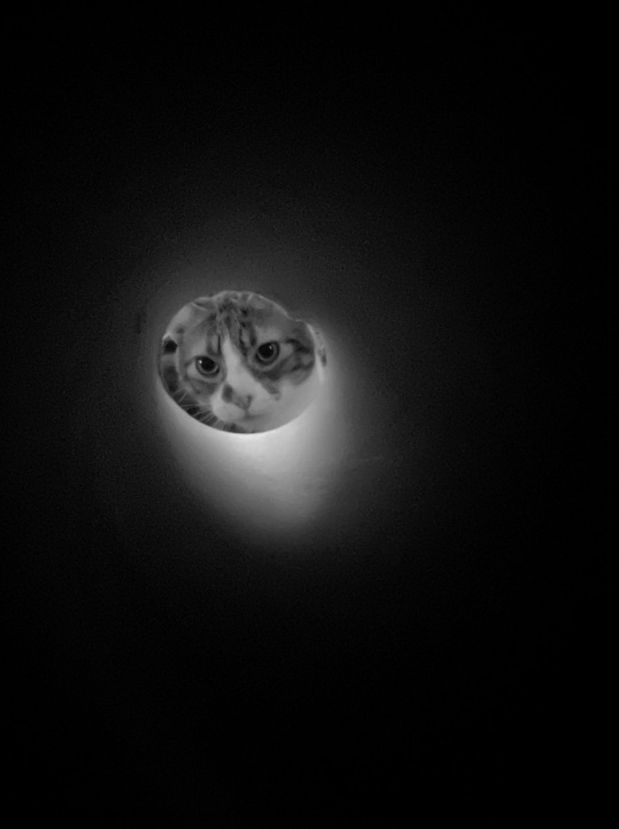 eidrianPhoto's tweet photo. The cat 
 #bnw_captures #bnw_globe #bnw_life  #bnw_of_our_world #bnw_del_mundo #bnw_perfección  #bnw_sociedad #bnw_universo #bnwmood #bnwphotos #bw_photooftheday #bw_society #bwsquare #bwstyleoftheday #flair_bw #greyscale #monochromatic #noir #noiretblanc #noir_vision #world_bnw https://t.co/oLhUzCONTi