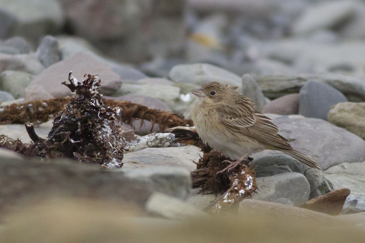 Maddy Hine (@maddyhine280) on Twitter photo It was a bit of a surprise to find this Black-headed Bunting at the Beacon today <a href="/NRonBirdObs/">North Ronaldsay Bird Observatory</a>! It gave nice views as it tried its best to fit in with the Rock Pipits! It was a bit of a surprise to find this Black-headed Bunting at the Beacon today <a href="/NRonBirdObs/">North Ronaldsay Bird Observatory</a>! It gave nice views as it tried its best to fit in with the Rock Pipits!