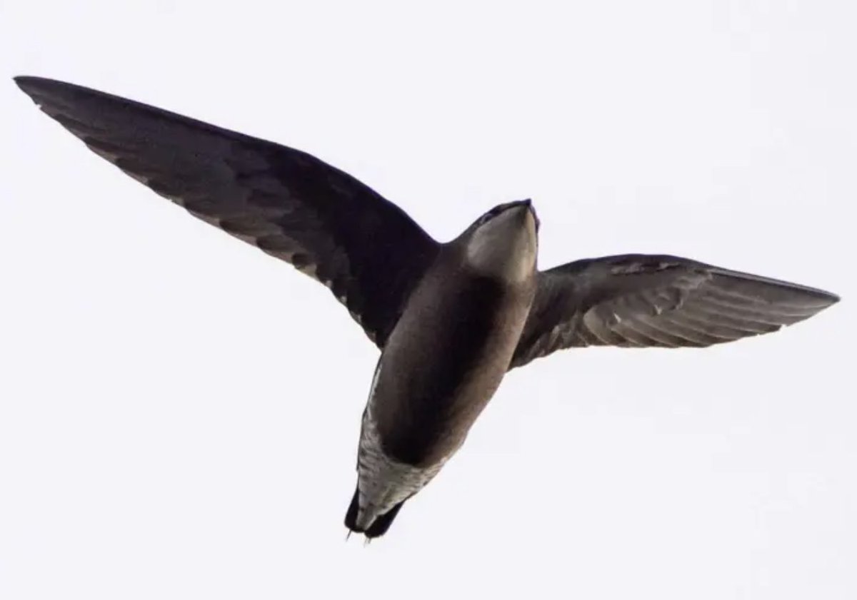 A white-throated needletail, last seen in England in 1991, was spotted at Tophill Low Nature Reserve in East Yorkshire this week, drawing birdwatchers from across the region.

Read the latest story: bird-watchers.com/news-rare-bird…

📸 By Mandy Gregory