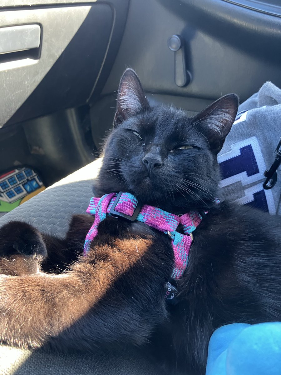 Sleeping in the car