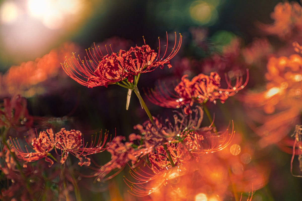 ゆきえる (@yukiel_qp) on Twitter photo 