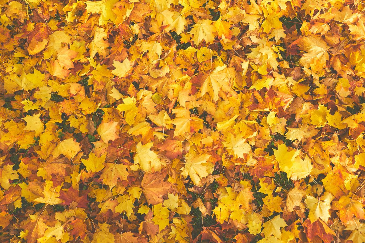 corteztreesvc's tweet image. Leaves, branches, and overgrown shrubs can quickly take over your yard this season. 🍂 Let Cortez Tree Service handle the cleanup! Our expert team provides efficient trimming, pruning, and debris removal to keep your property looking its best.

#FallCleanup #TreeService