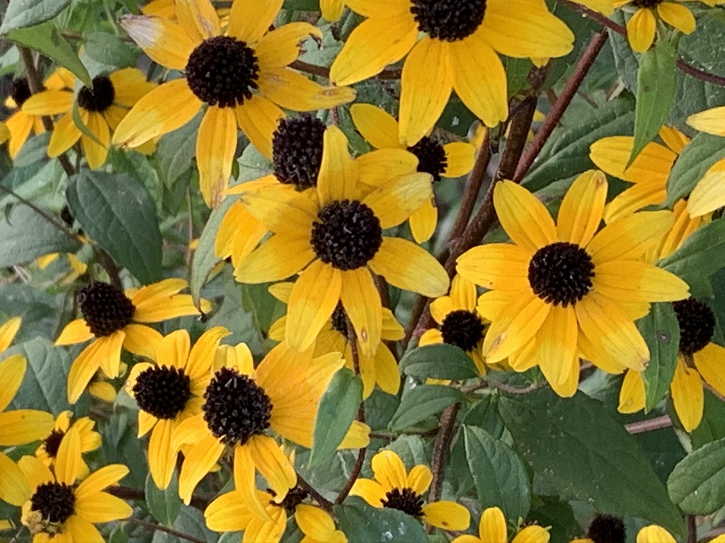 DCSCInc's tweet image. #FlowersOnFriday seems to be trending. This girl&apos;s got this! 🌻🌹🌷