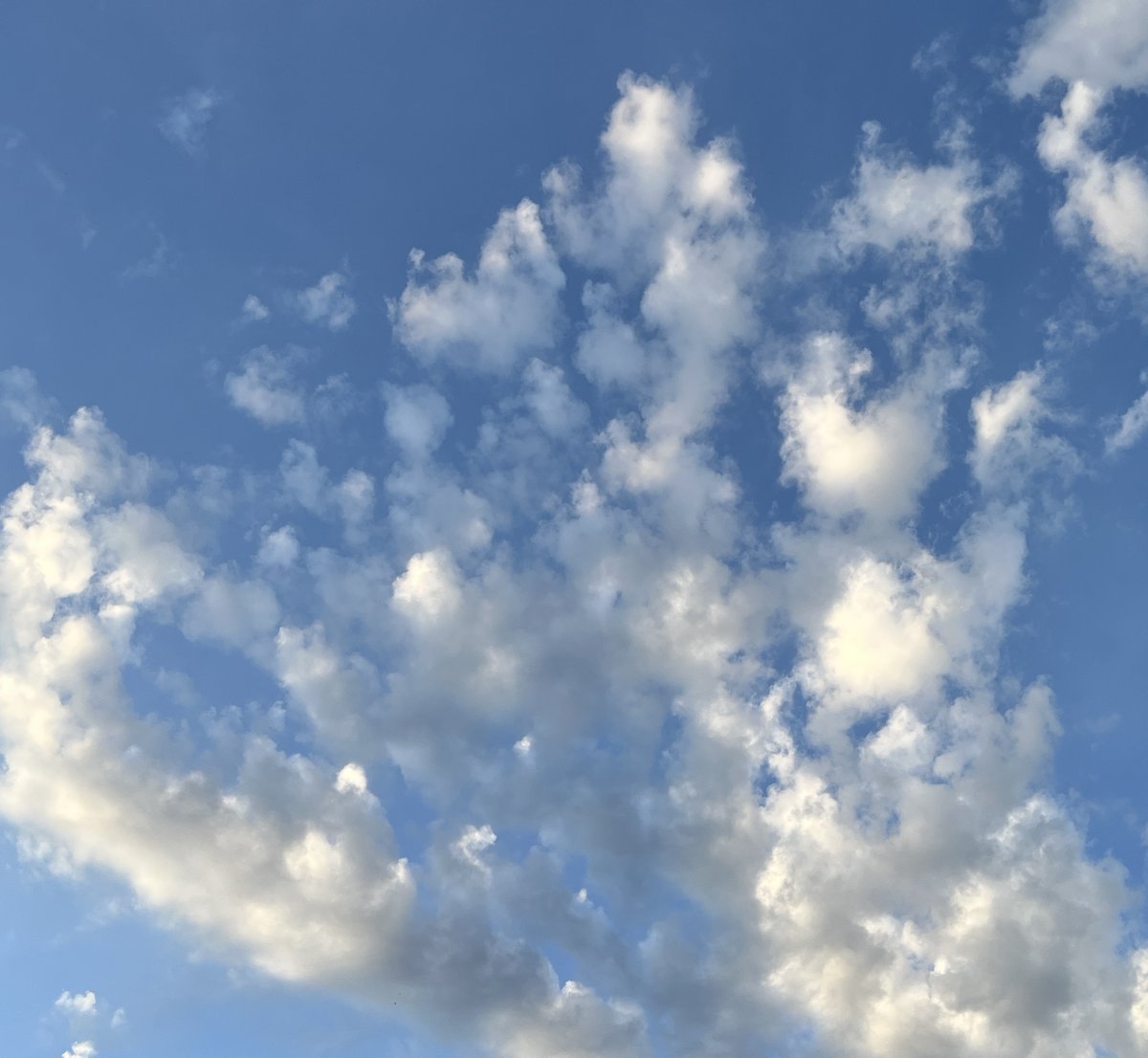 SandbanksPP's tweet image. Sometimes we just need to look up. Blue skies, fluffy clouds. A quiet reminder of the beauty we share and the world we care for.☁️💭 

#SandbanksPP #HPHP