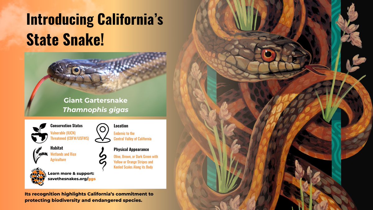 Save The Snakes tweet media