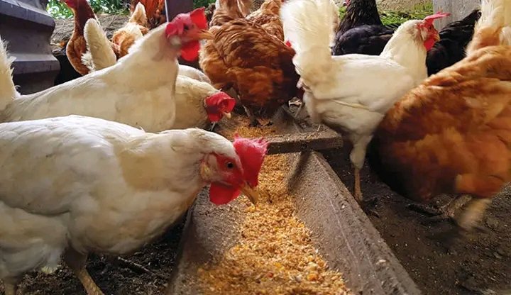Daviecheru's tweet image. Chicken feeds Formulation 
“Mix corn or barley for energy, add soybean or fish meal for protein, include calcium &amp;amp; phosphorus, plus vitamins &amp;amp; clean water to grow healthy chickens  #PoultryFeed #TheThanksgivingCountdown
Buy chicken feeds formulation book: payhip.com/b/gi8Q4
