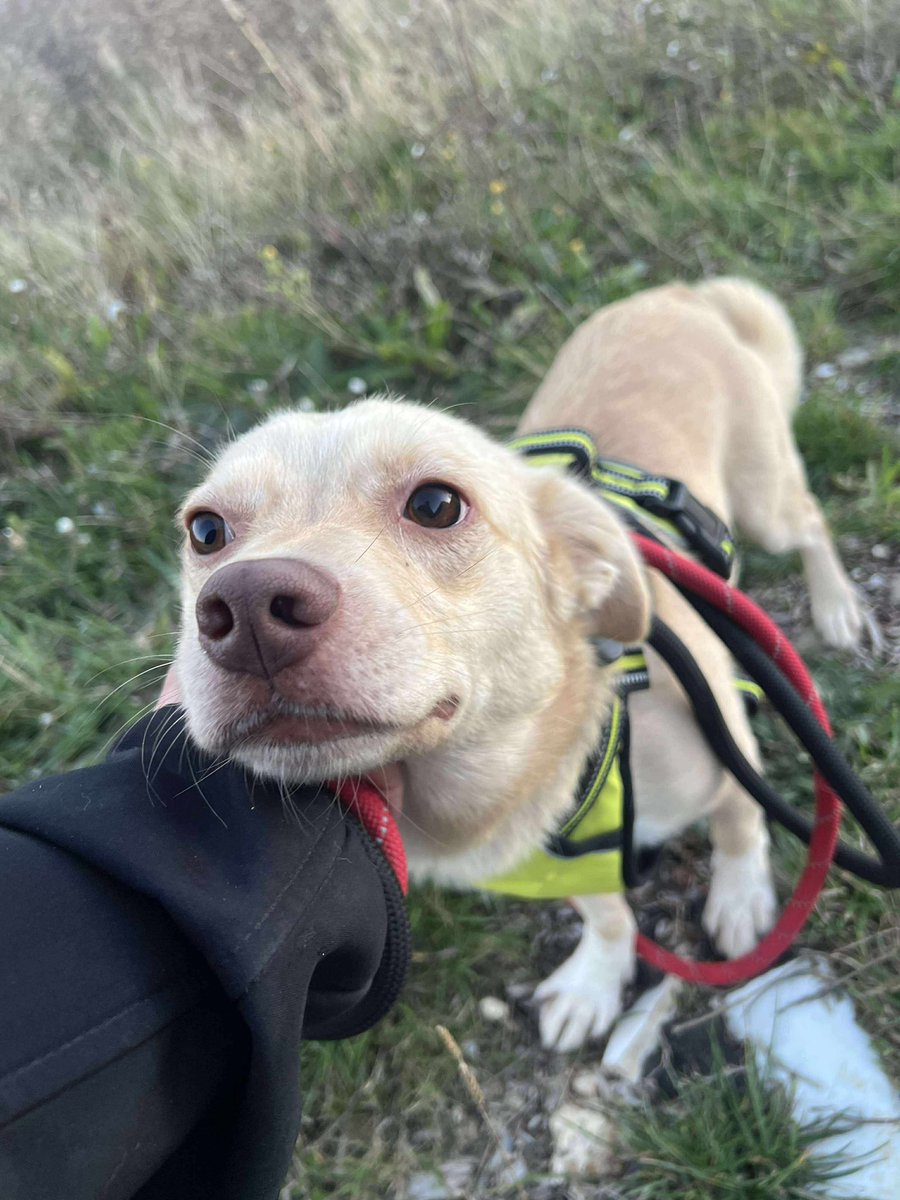 🐾 URGENT: FOSTERS AND ADOPTERS NEEDED 🐾

We’re in desperate need of foster and adoptive homes for some of our dogs currently in our new kennels.
If you’re in or around Essex area and could open your heart and home to a dog in need — please get in touch!

pawprints2freedom.co.uk/apply-to-adopt…