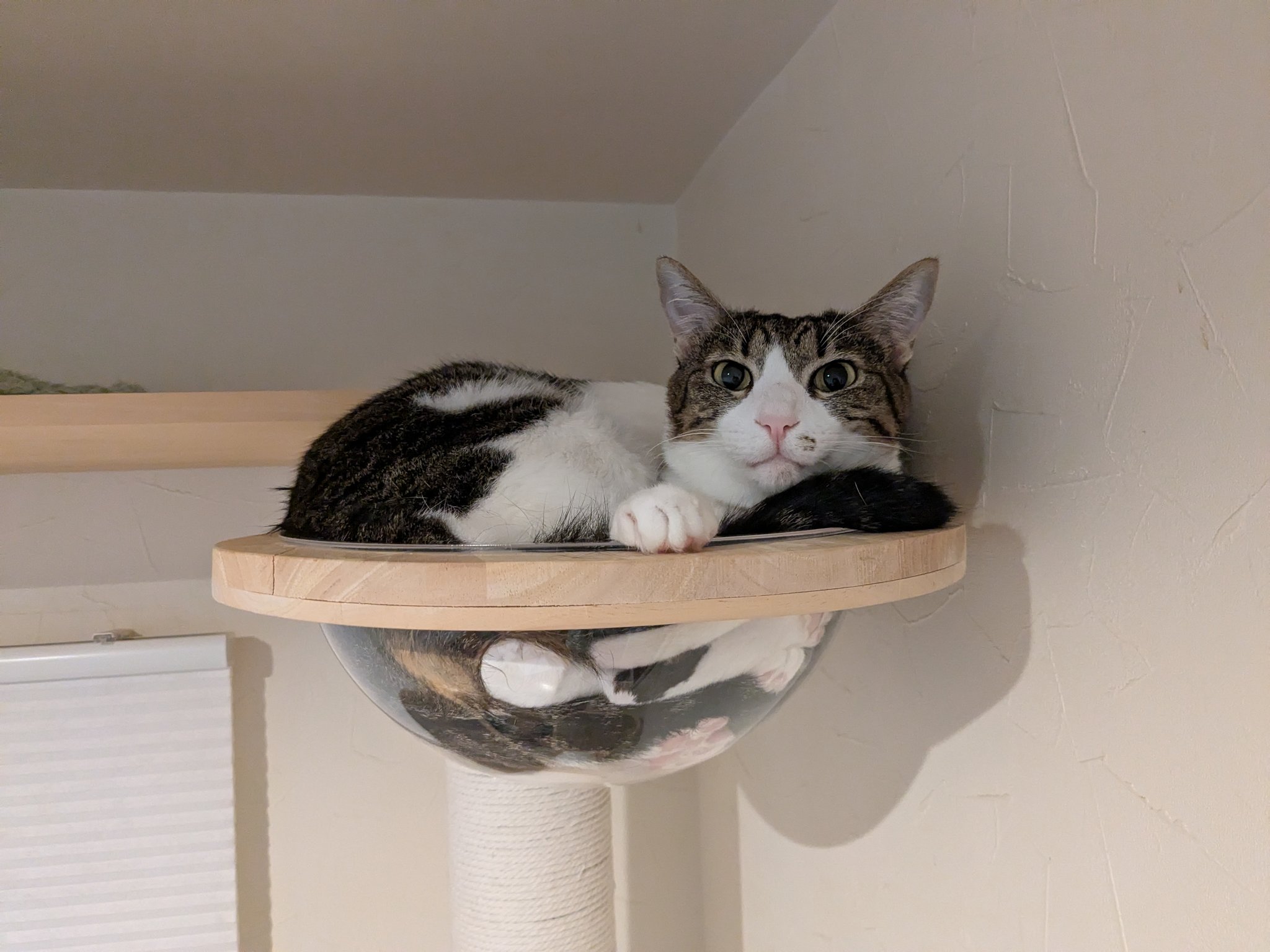 ワカとヤマ on X: 