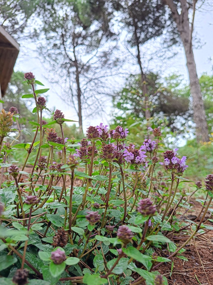 Sabır Ağrıları Dindiren Acı Bir Ot Gibidir. 
Hem Can Yakar Hem de Tedavi Eder.
Hz. Mevlânâ
