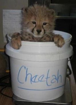 AzulGepard's tweet image. How the day finds me