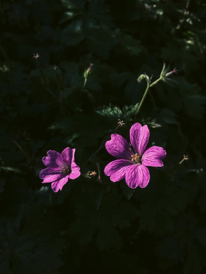 इन हसरतों से कह दो कहीं और जा बसें
इतनी जगह कहां है दिल-ए-दागदार में

: बहादुर शाह ज़फ़र