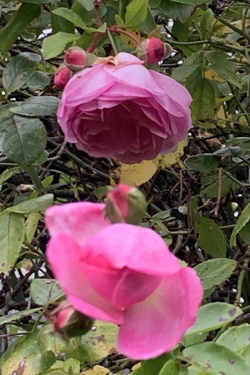 Noch ein paar Rosen