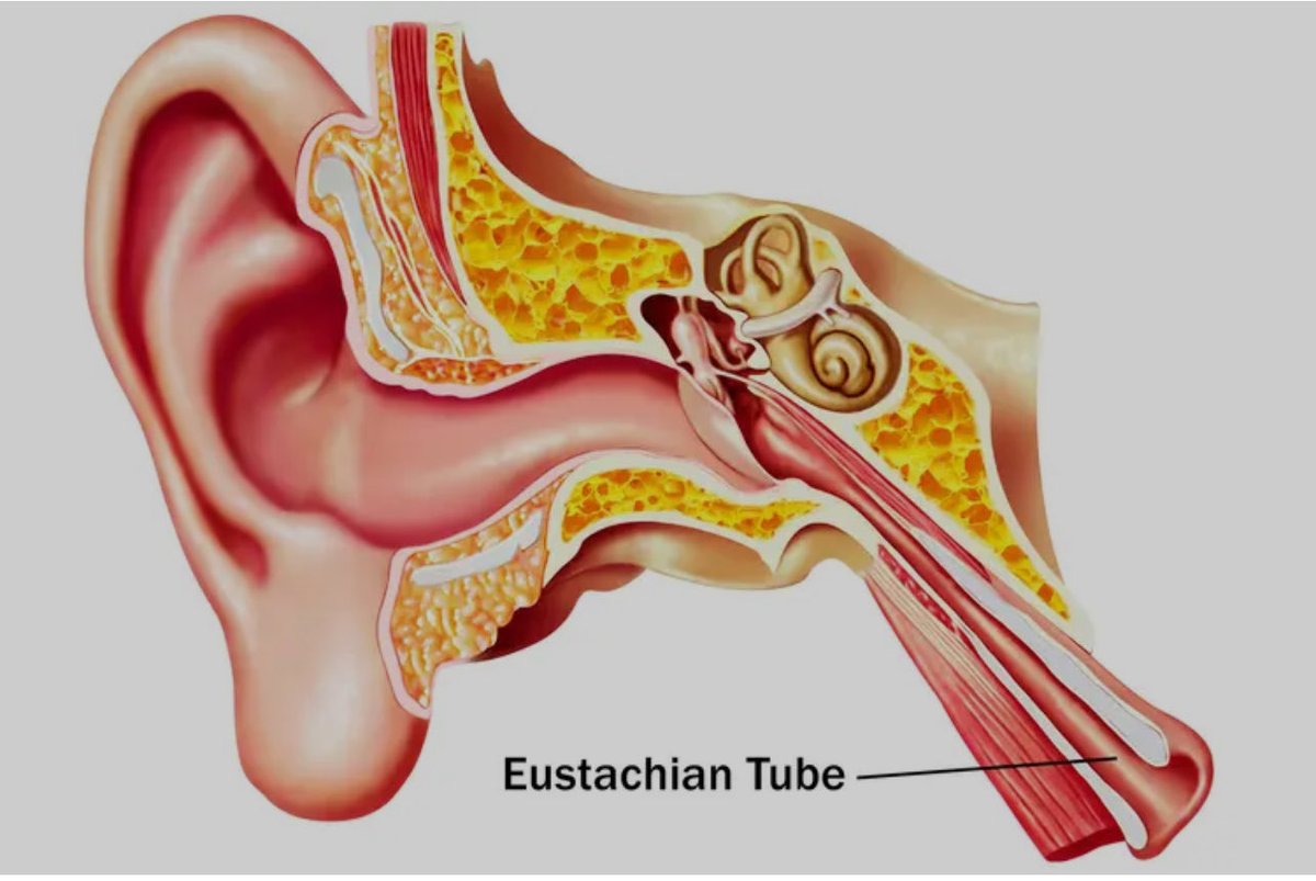 Sharron Davies HoL MBE tweet media
