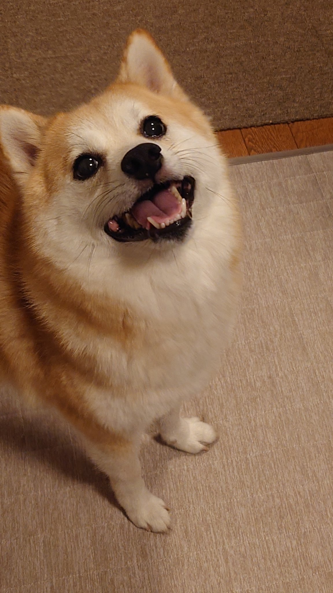 ししまるさま確認 hiro on X