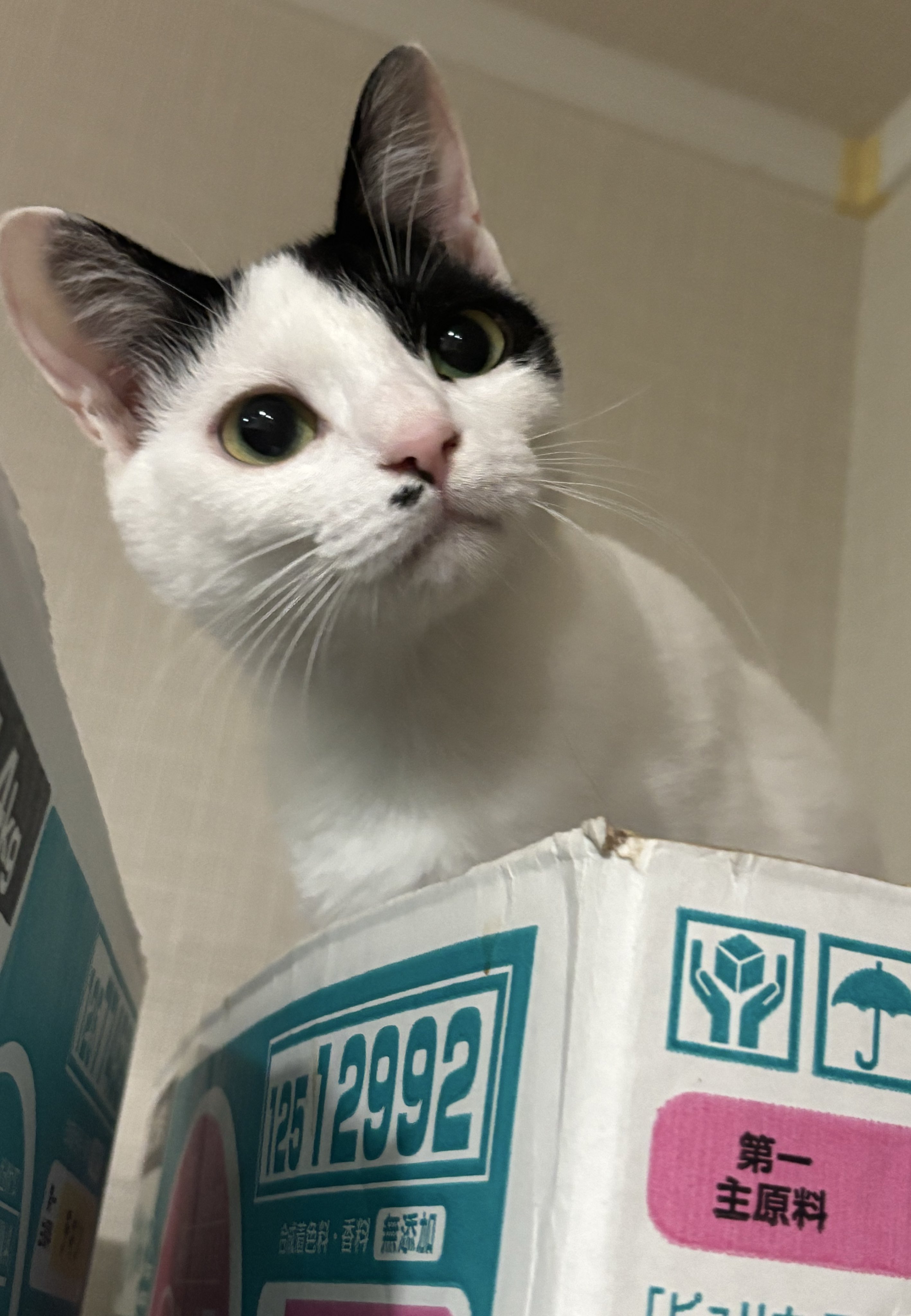 きれいなツチノコ (@CTsuchinoko) / X