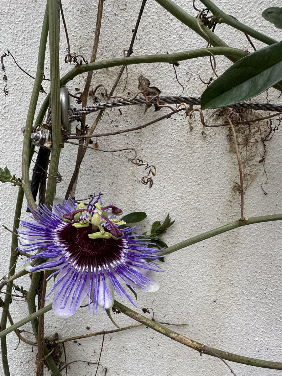 Carol Thomas tweet media