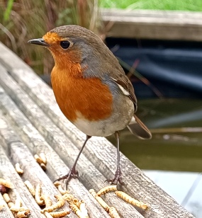 Robin Red Breast looking dignified ....