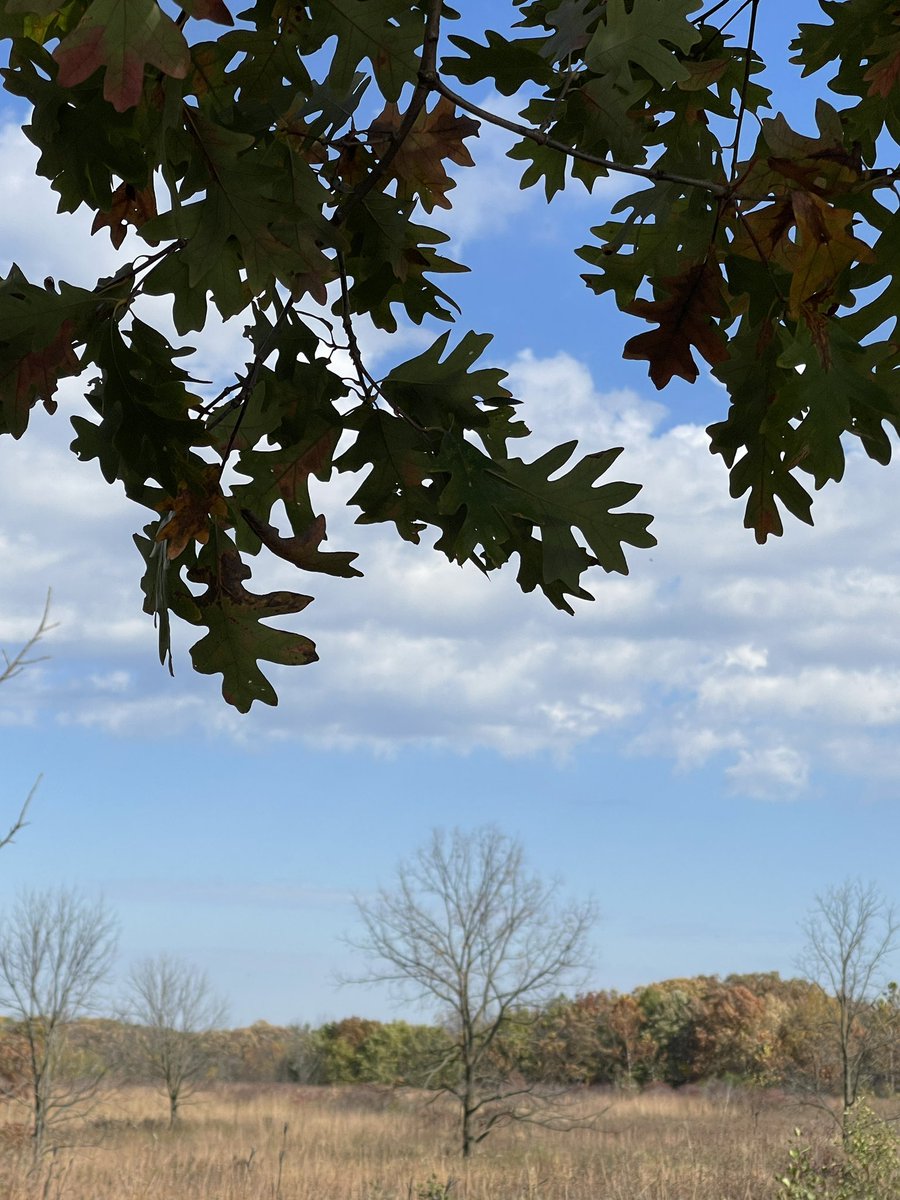 jankrav's tweet image. Try to find some pleasure in the little things, today. 

I love the silhouette of these oak leaves against the sky. 
#leafpeeping 🍂