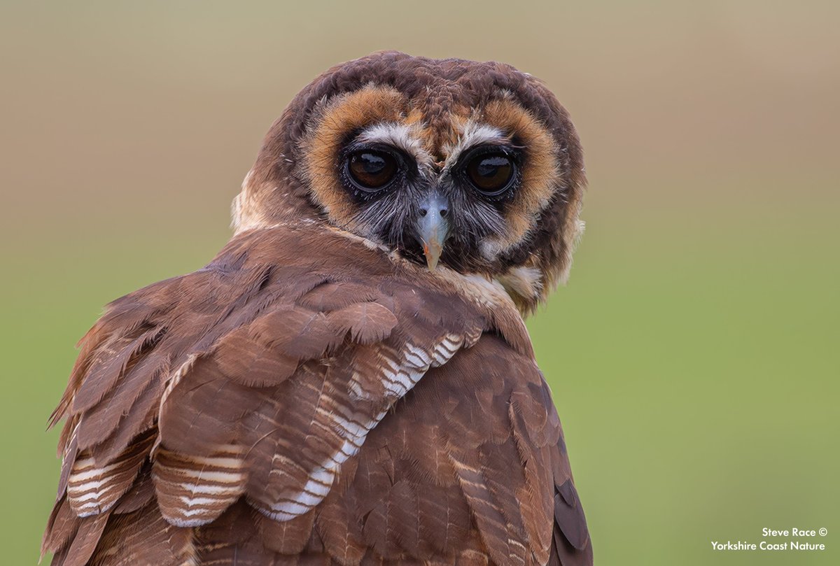 YorkshireCoastNature tweet media