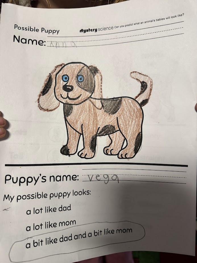 Mrs. Seybert’s first grade class explored animal traits.  They gathered evidence that puppies look like, but not exactly like, their parents.  Traits ranged from fur color, ear shape, and size of their dots.  🐶  #GirardBuzz