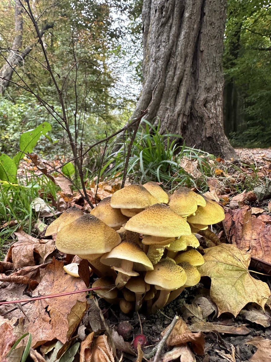 Carol Thomas tweet media