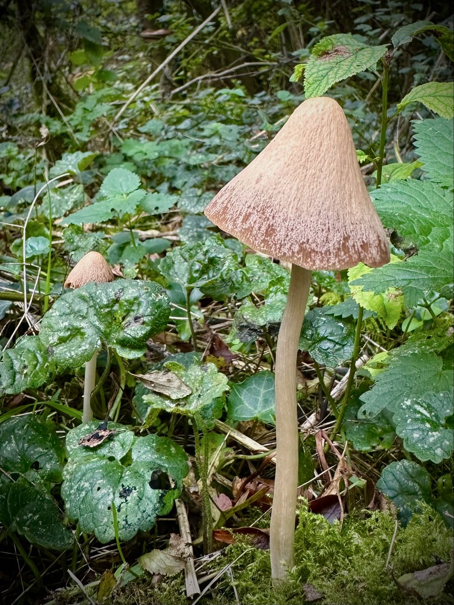 Carol Thomas tweet media